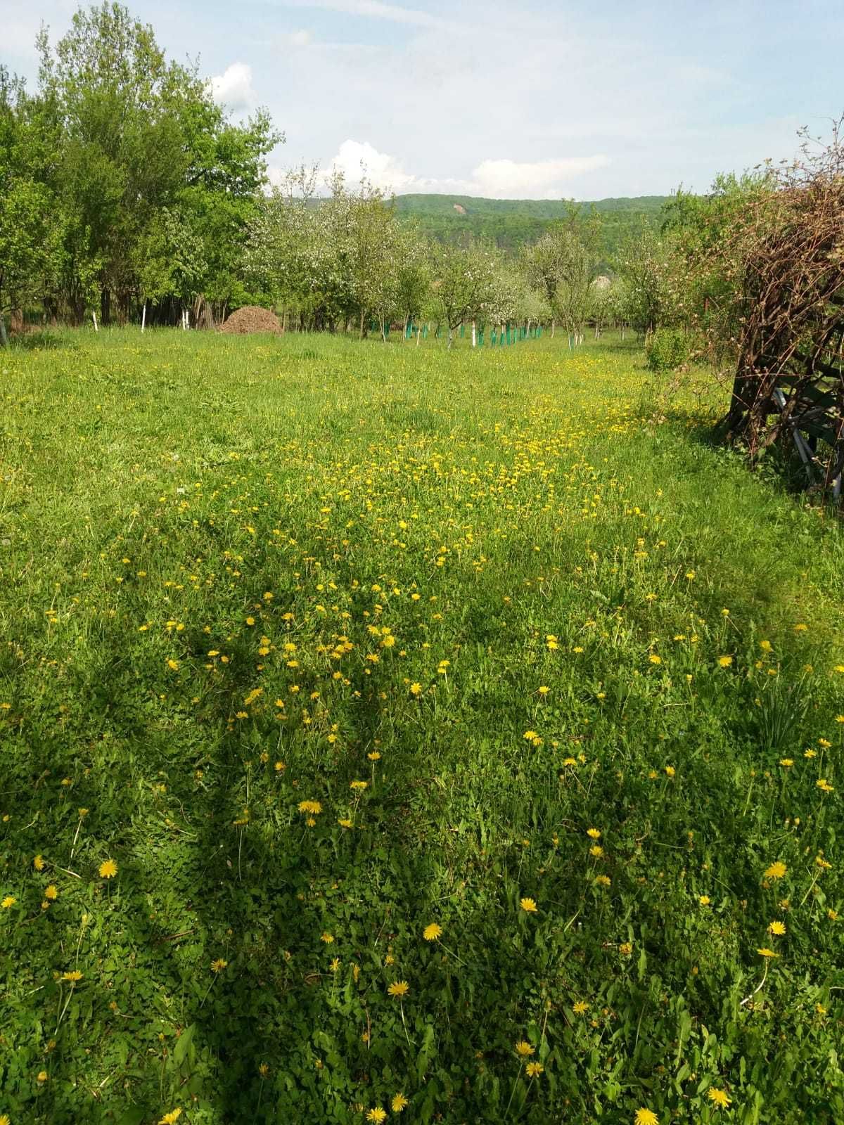 Teren vanzare 2000mp intravilan Poienita/Bălilești, Arges langa padure