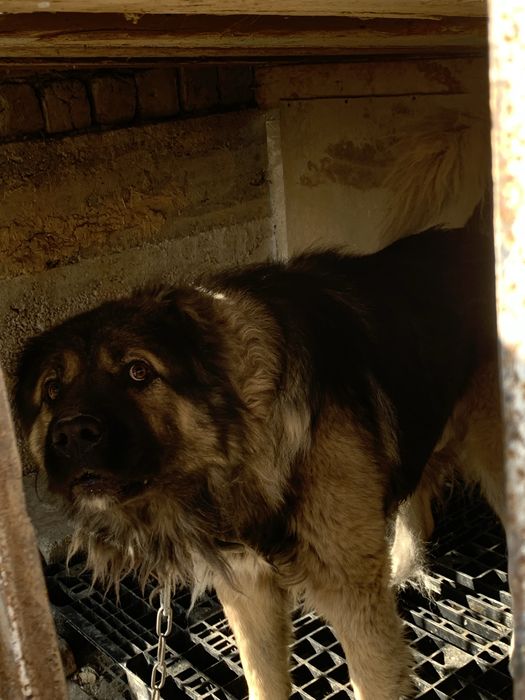 Sabaka ismi bato sabaka juda yuvosh erkag