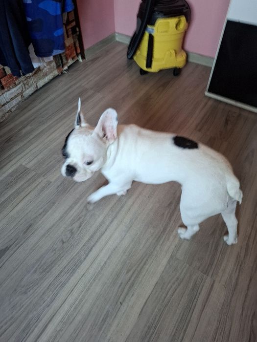 Подарява се Френчи