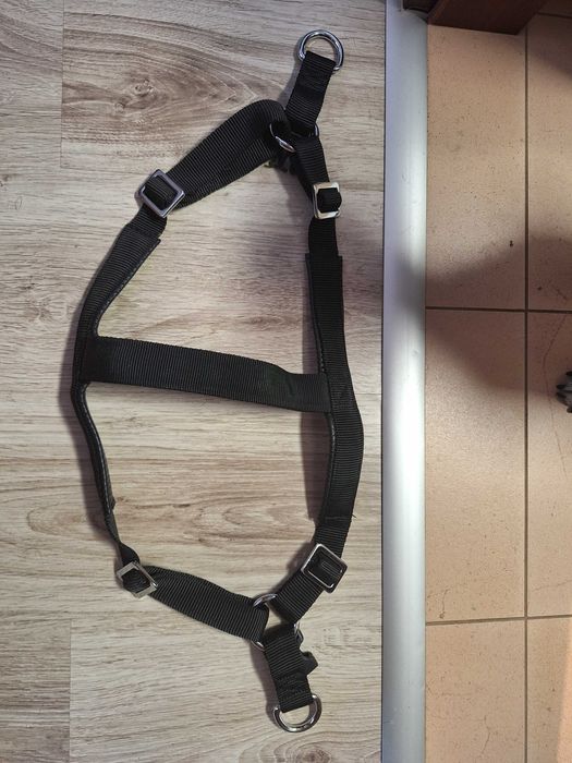 HAM caine talie mare, Labrador