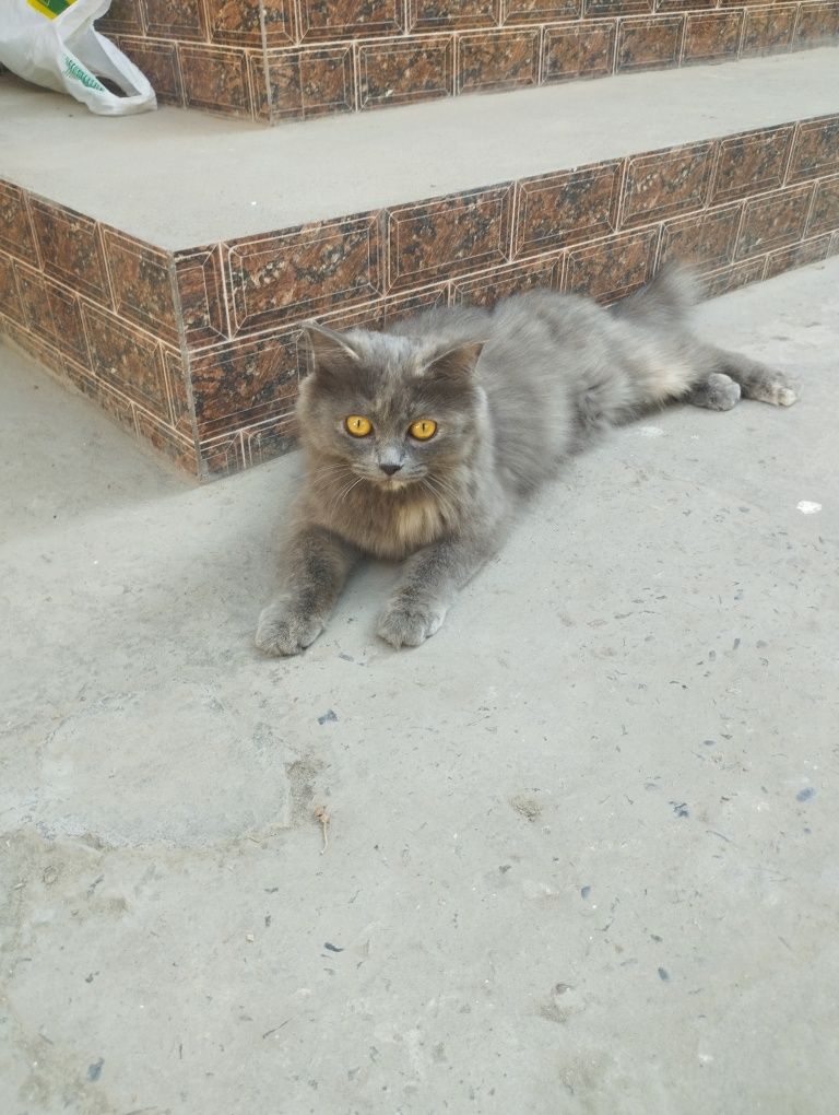 Mushuk hadiya qilinadi