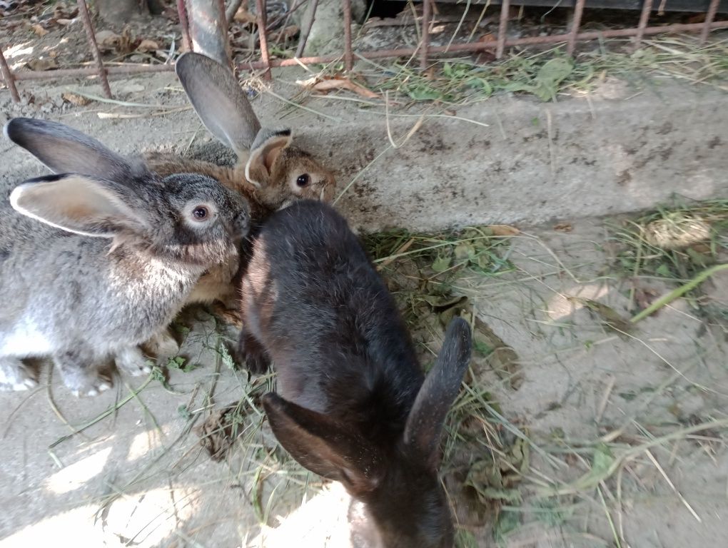 Vând iepurașii drăguți