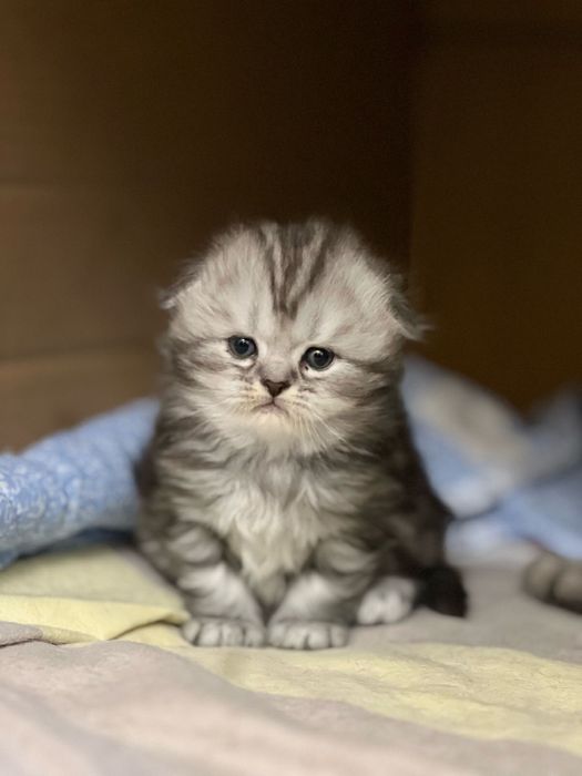 Вислоухие котята