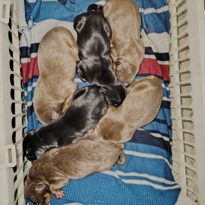 Doberman bolalariga OLDINDAN ZAKAZ OLAMIZ