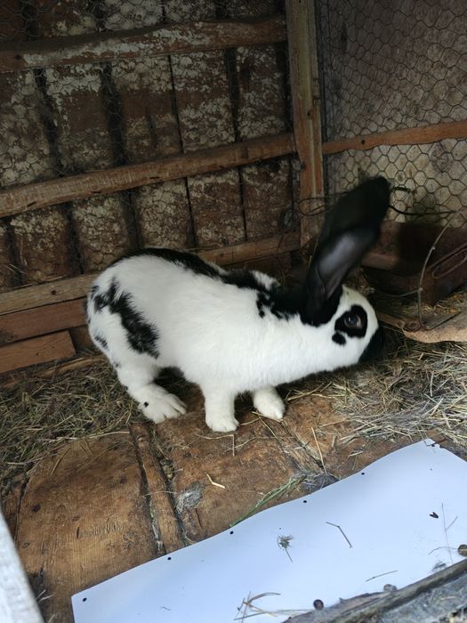 Fluture pestriț german.