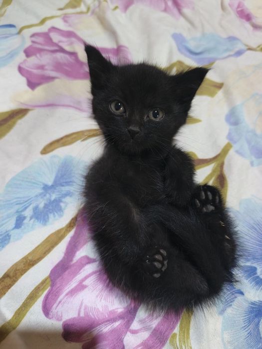 Котенок мальчик, 2 месяца