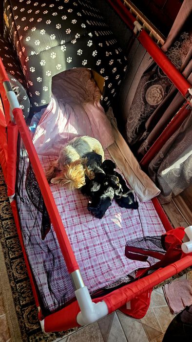 Продам щенков йоршского торьера