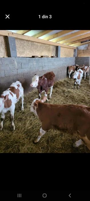 Aduc viței de rasă pe comandă dumneavoastră!!