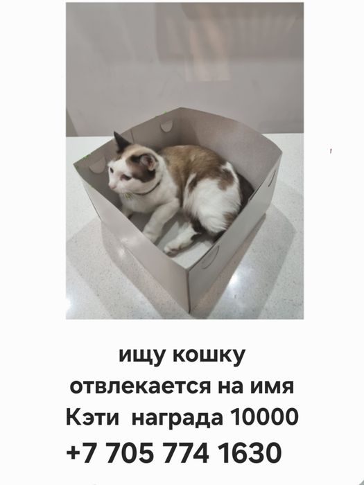 Потеряли кошку по кличке Кэти