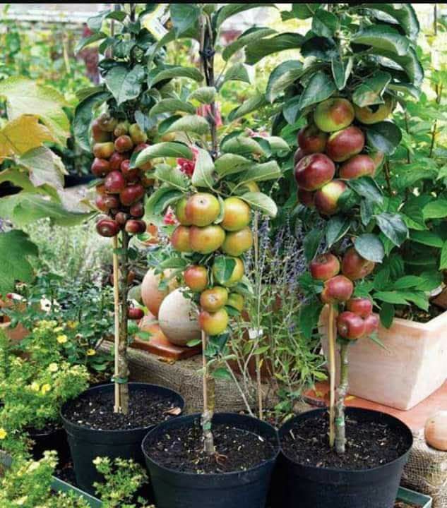Vand pomi fructiferi columnari si normali ,vita de vie