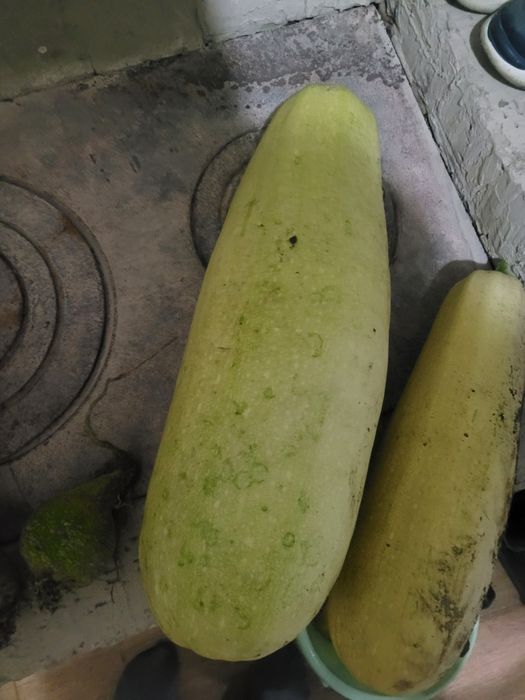 Продам кабачки 7 шт.