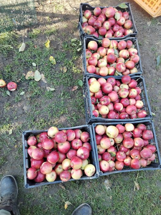 Vând mere naturale nestropite soiul ionatan și iadaret e