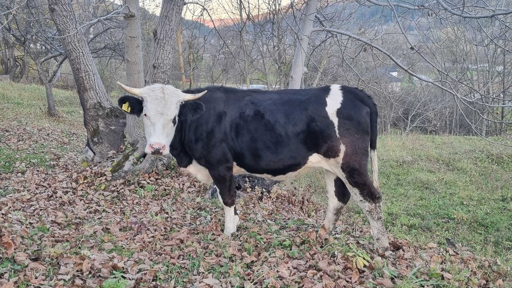 Vând junică gestantă