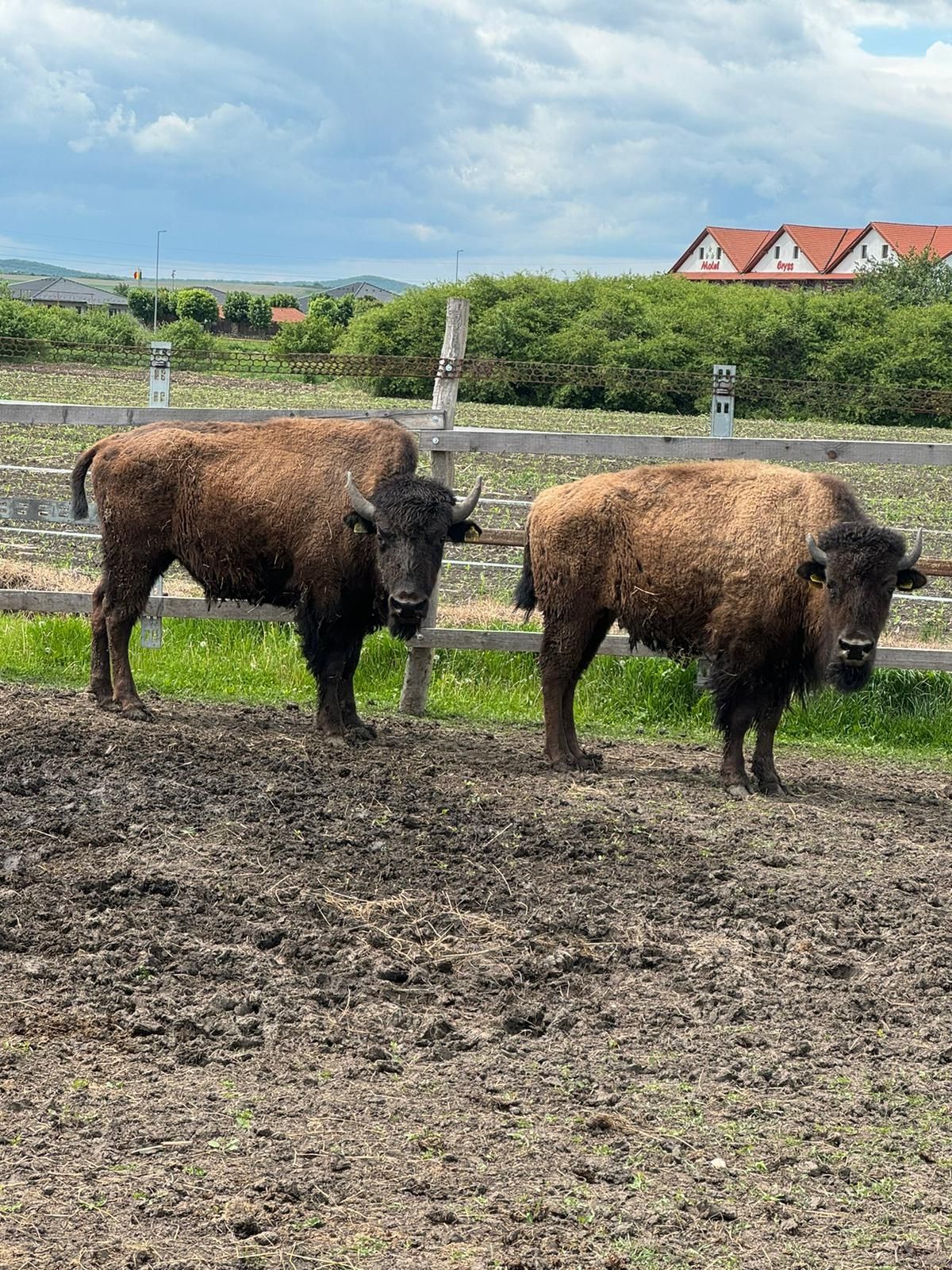 Vand pereche bizoni americani