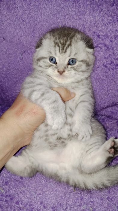 Роскошные котята