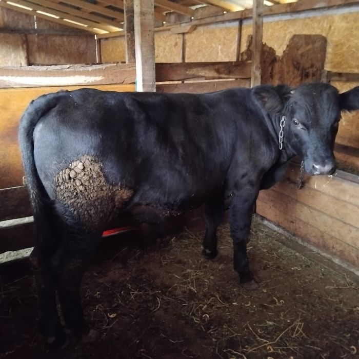 Vând taur din monta  angus