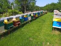 Vând familii de albine, roiuri