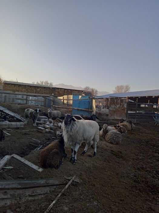 Продам қочқар годавалый