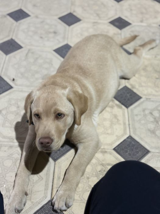 Щенок лабрадор продается