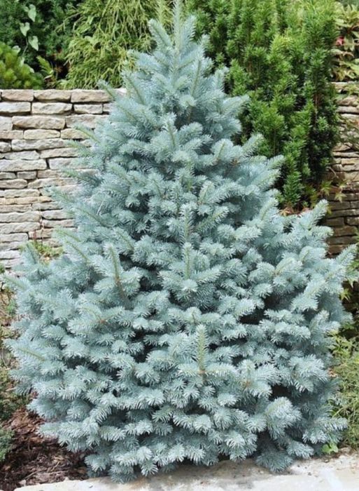 Vand brazi-normandian-picea punges-argintiu-diferite specii