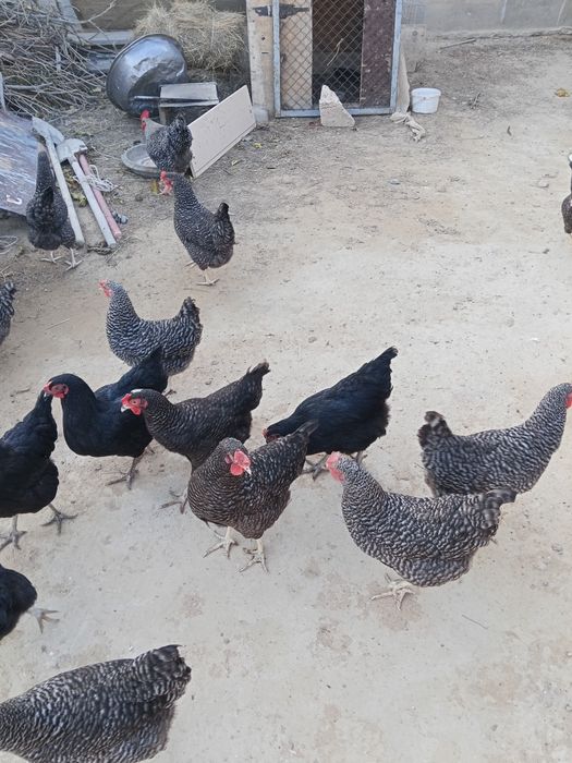 Таук доминант 10 сатылады тандап аласыныз