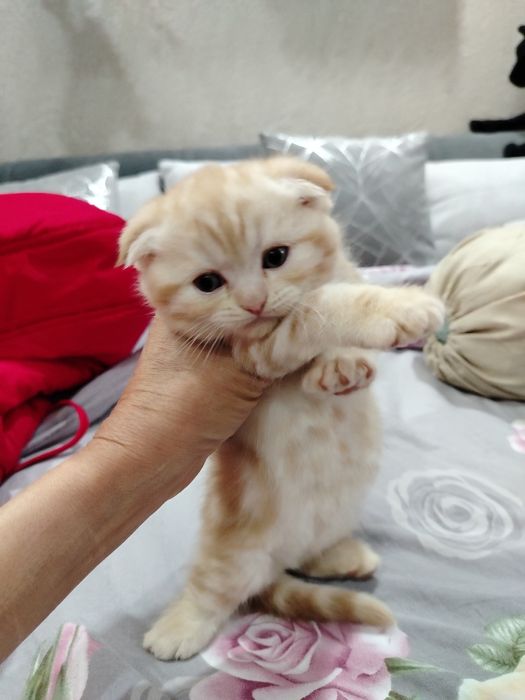 Котята скотиш фолд, скотиш страйт