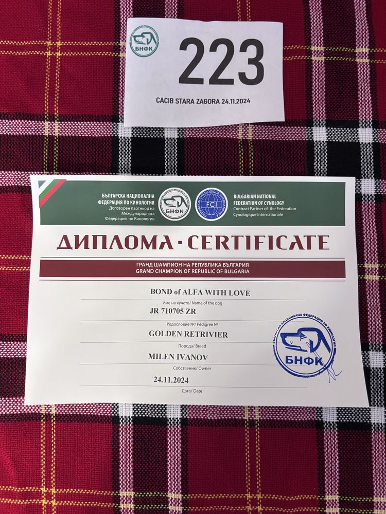 Голдън Ретривър **FCI**