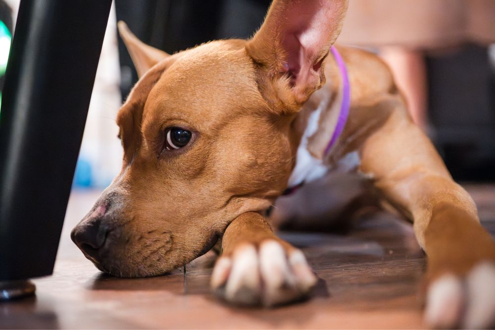 Подарявам Стафордширски бултериер