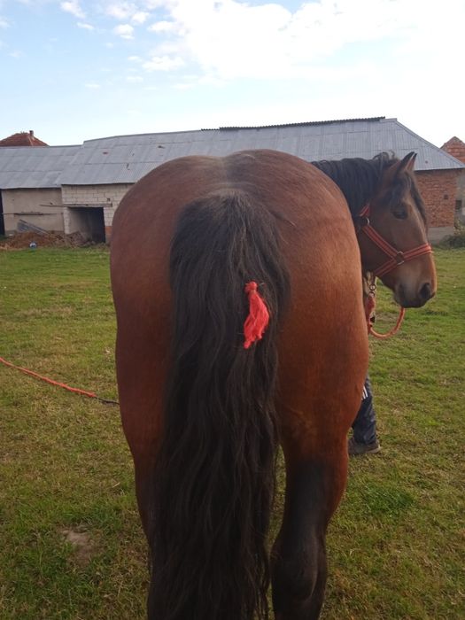 Vând mânz de doi ani și jumătate