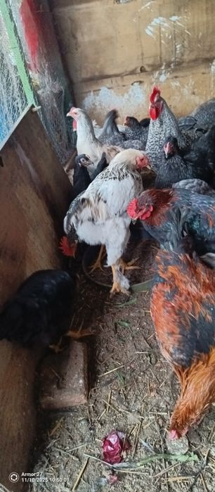 Кокошки за месо и яйца