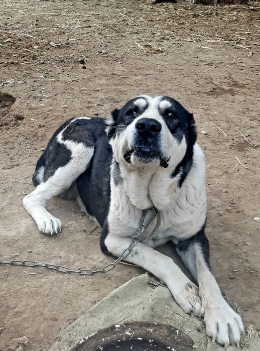 ит сотилади 100$