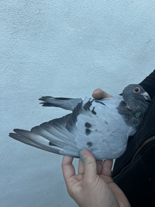 Mascul 2024 din Gaby Vandenabeele !