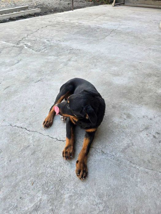 Продам щенка Ратвейлера девочку 3.5 месеца