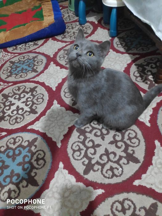 Отдам котенка, возраст 4 месяца