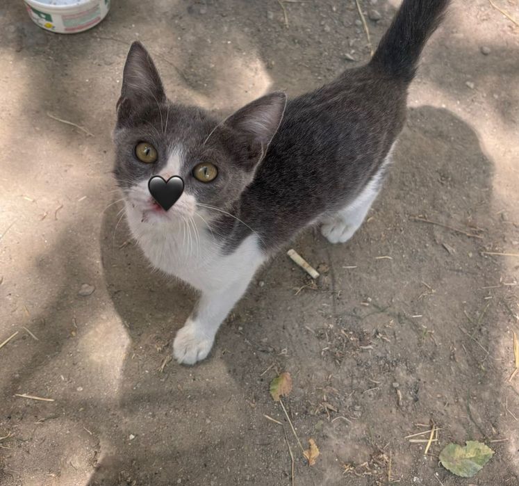 Котенек мальчик, отдам на доброе руки