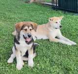 Femelă akita american