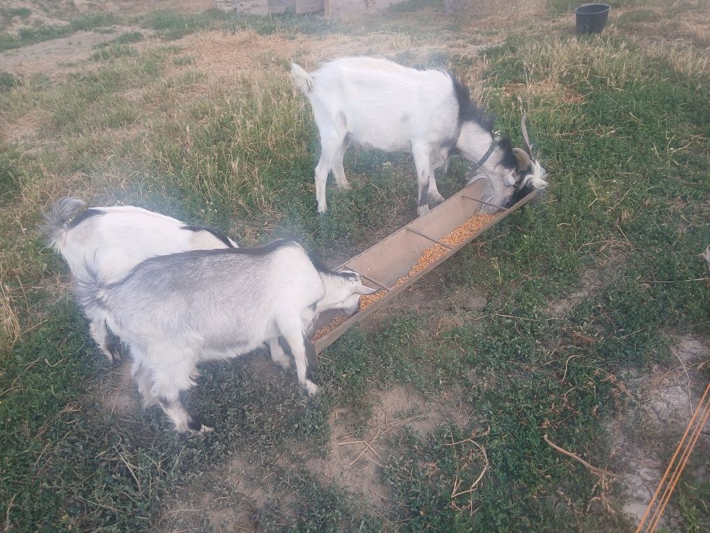 Vând  doi iezi și un țap