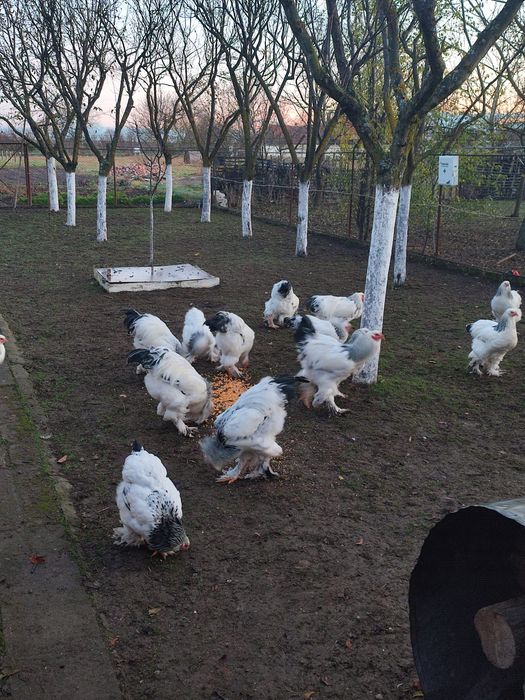 Cocoși Brahma schimb cu găini Brahma sau vând