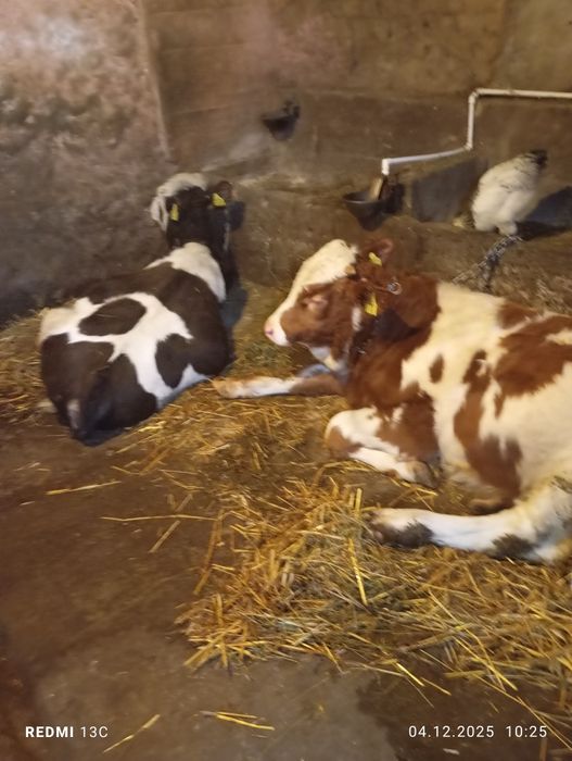 De vânzare doi vițe