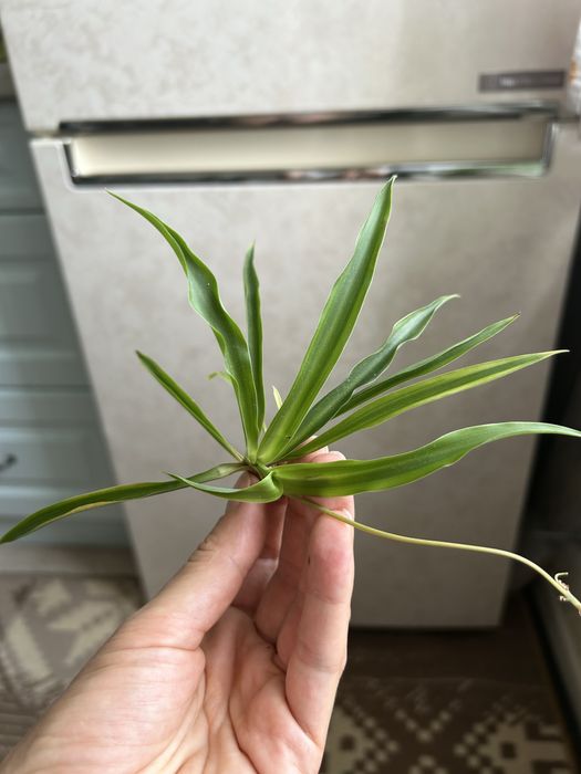 Продам комнатные цветы