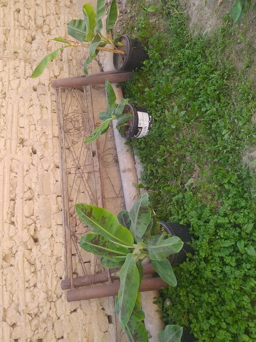 Банан цитрус тропик кўчатлар сотувда