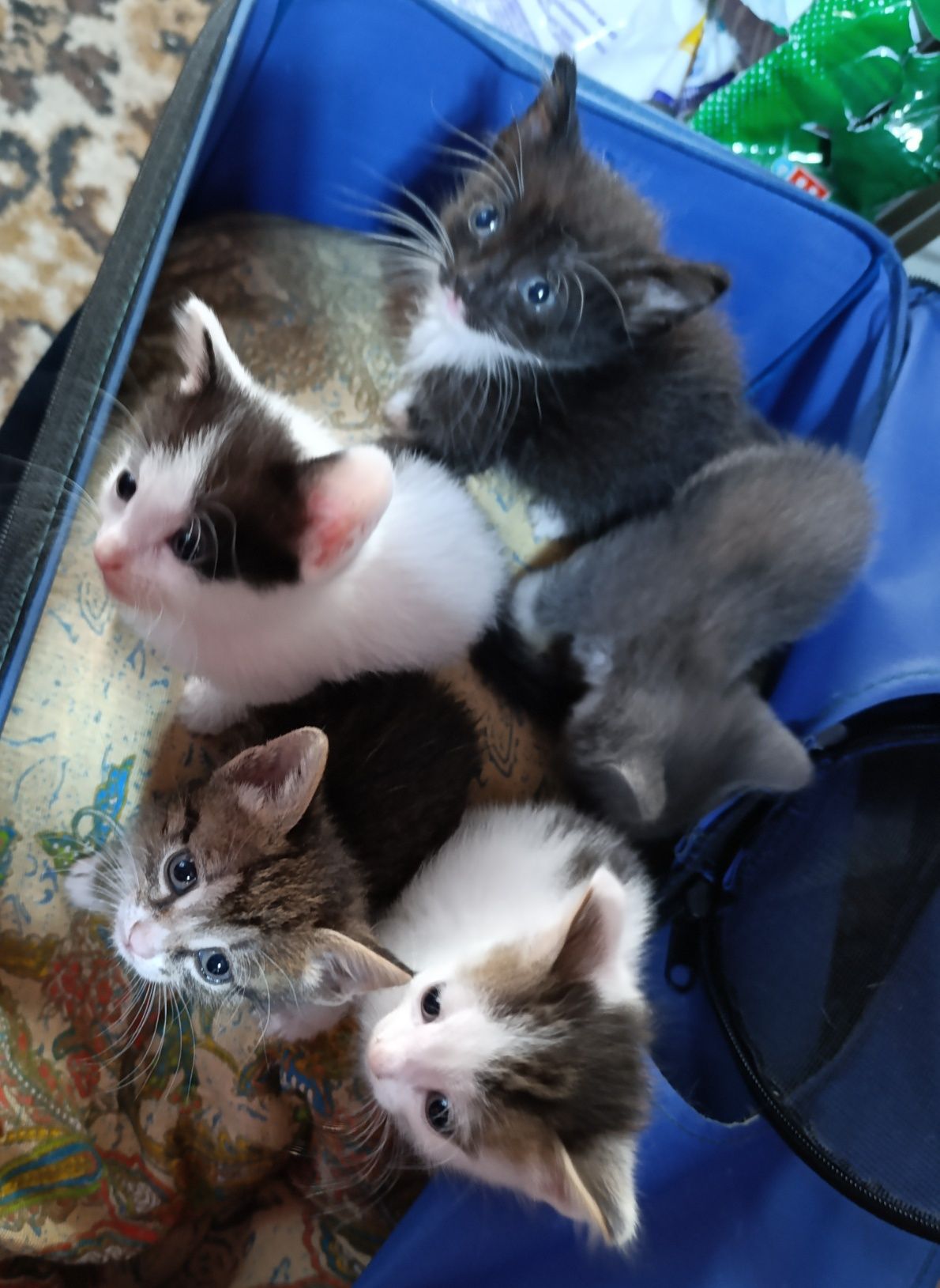 Котятки ищут дом
