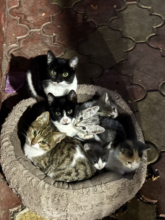 Puiuti de pisica cauta familie iubitoare