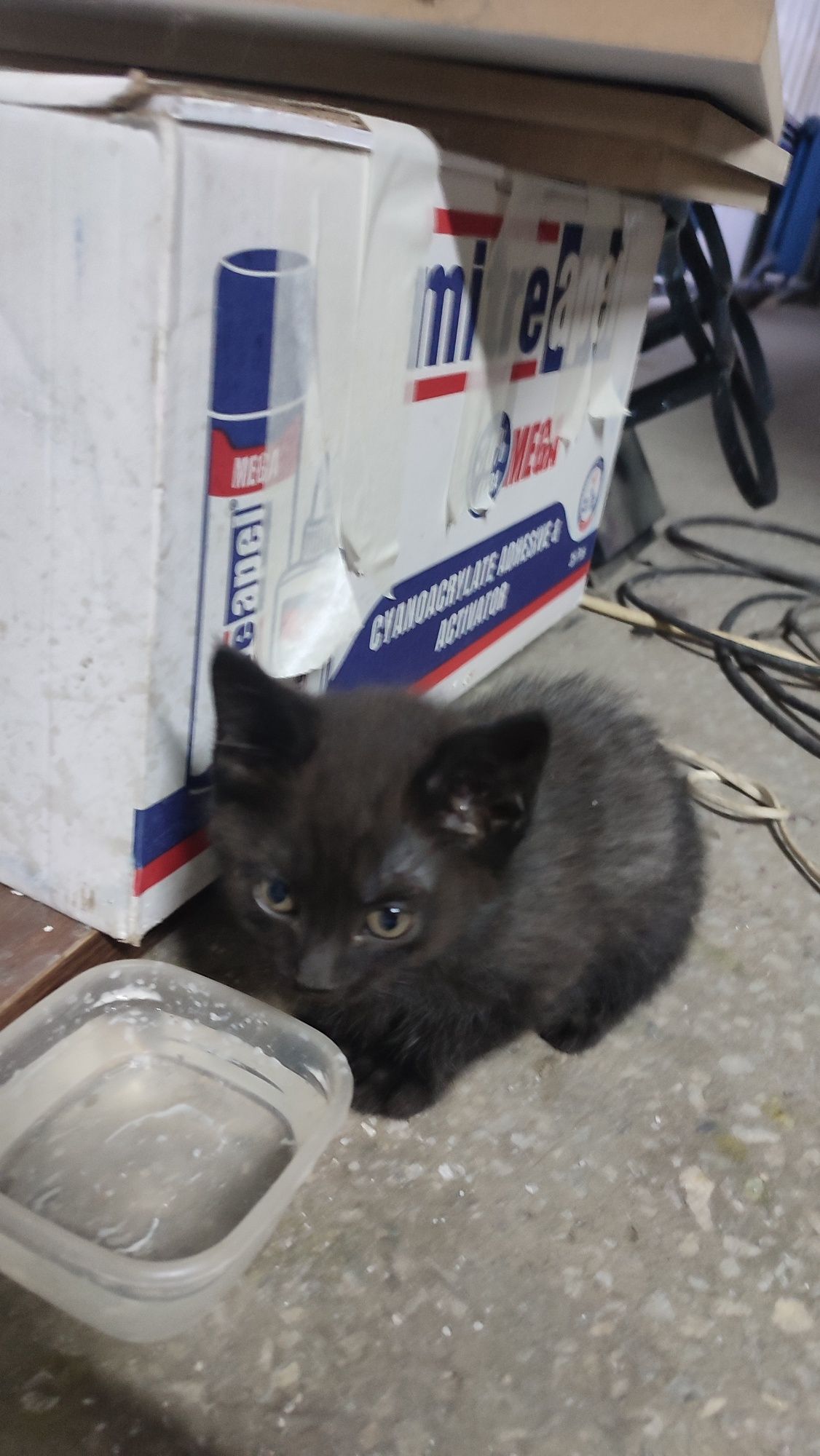 Котёнок бесплатно
