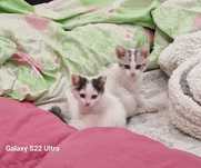 Отдам котенка в хорошие руки.  Умная девочка, настоящая леди.