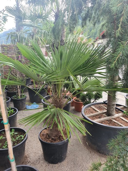 tuia smarald forma piramidala