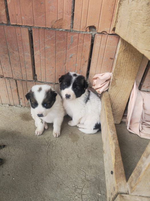 Donez catelusi 3 luni