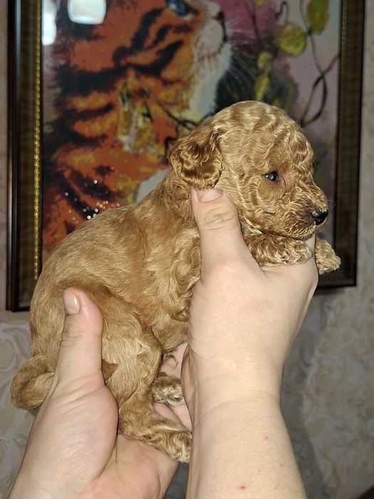 Карликовый пудель