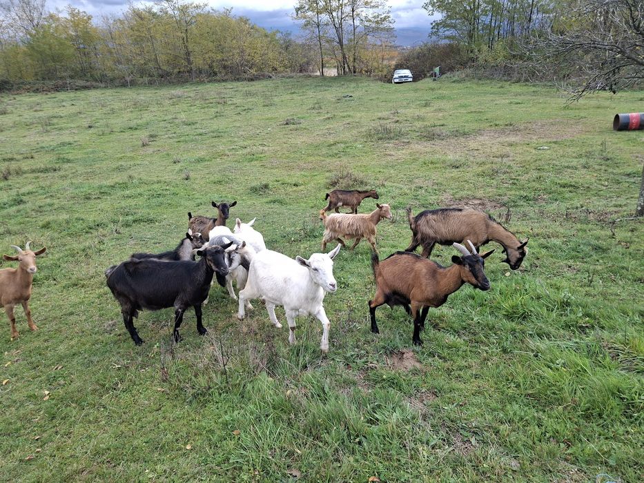 Vand      12      capre