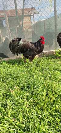 Vând cocosi,gaini si pui de australorp